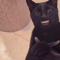 Black Cat Clapping meme example.