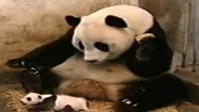 Sneezing Baby Panda