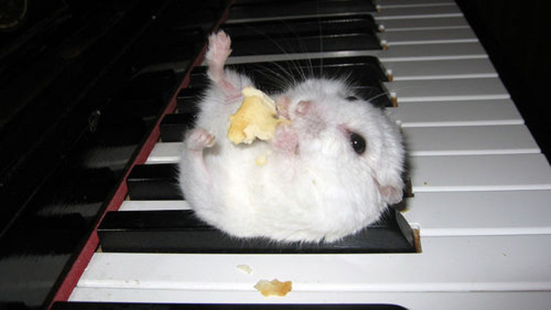 Hamster on a Piano