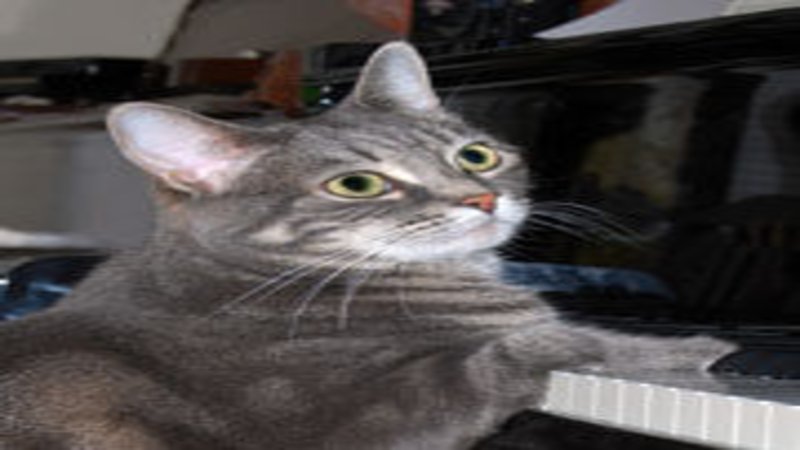 Nora the Cat