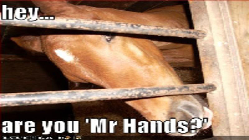 horse with the caption "hey... are you 'Mr Hands?'"