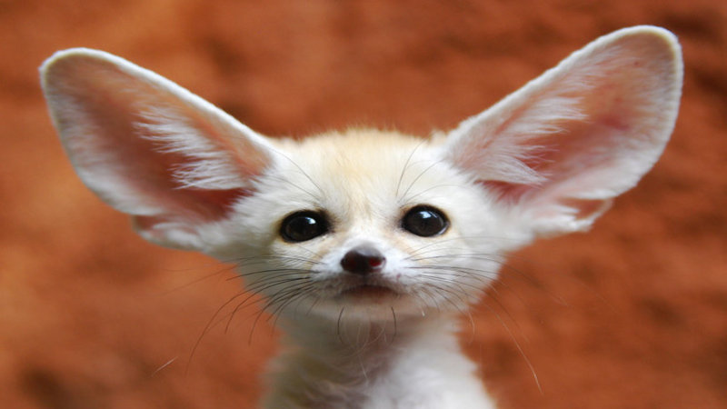 Cute fennec fox with big ears