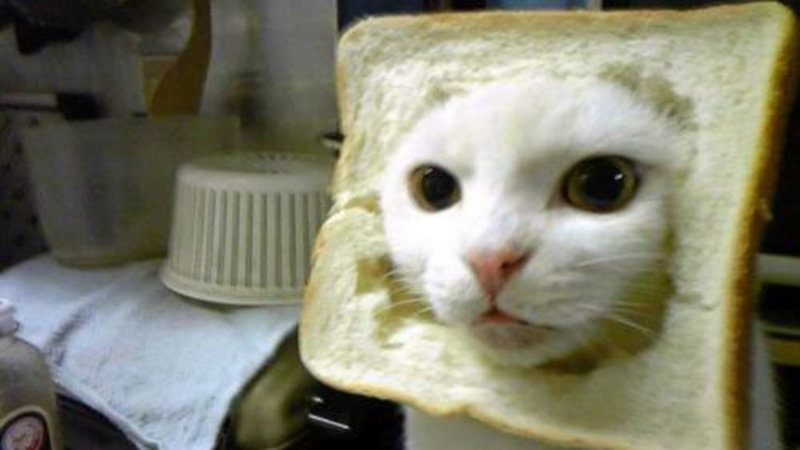 Breaded Cats