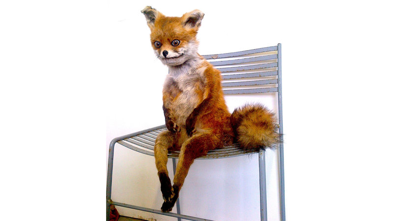 Taxidermy fox meme.