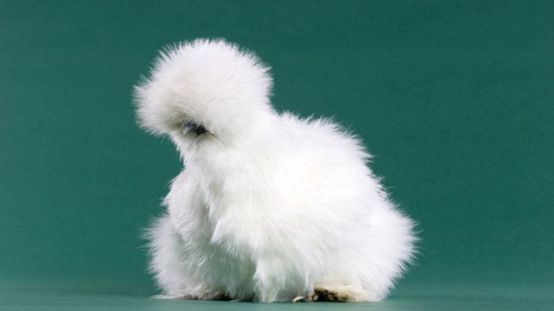 Peyton's Fluffy Chicken