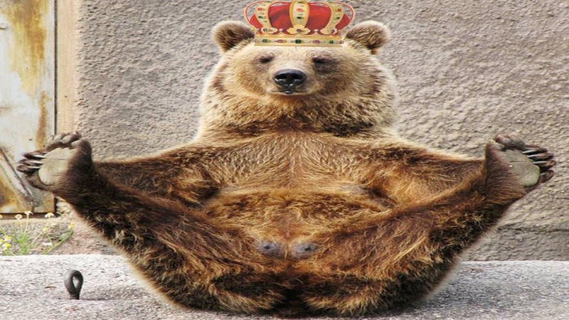 Landlord Bear