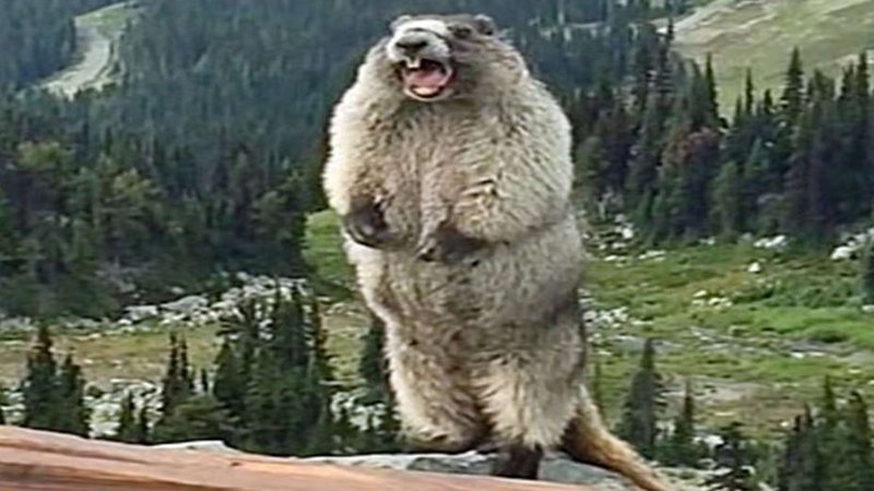 Screaming Marmot