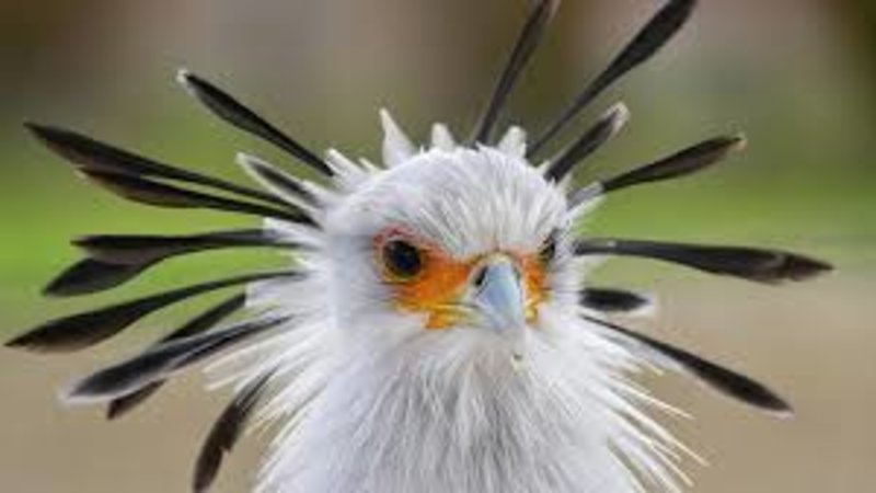 white bird with long black feathers sticking out all around its head