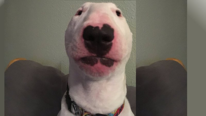 Nelson the Bull Terrier / Walter