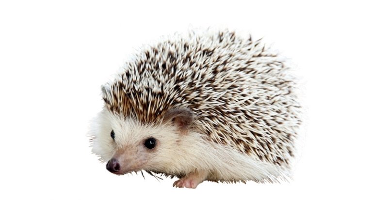 Carl the Hedgehog