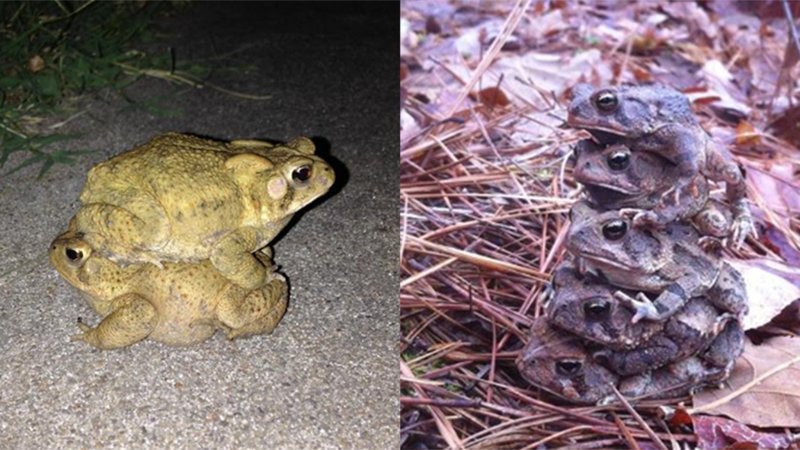 Toad Stacking