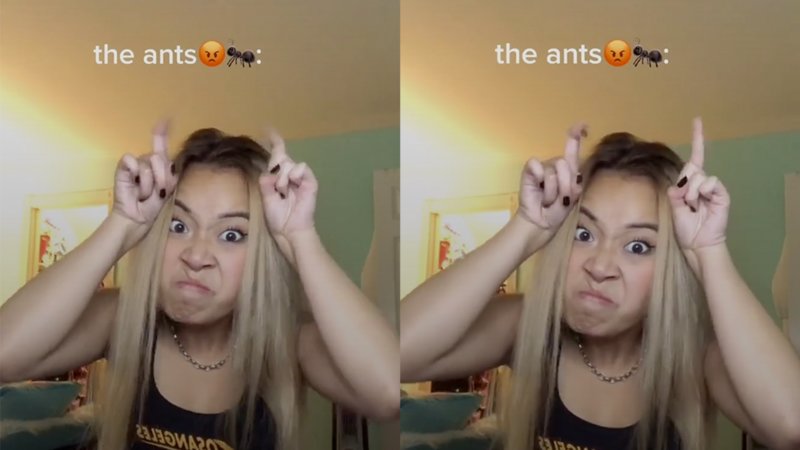 The Ants 😡 🐜