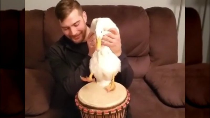 Viral duck best known for apparently "drumming" by tapping its feet on drums. 