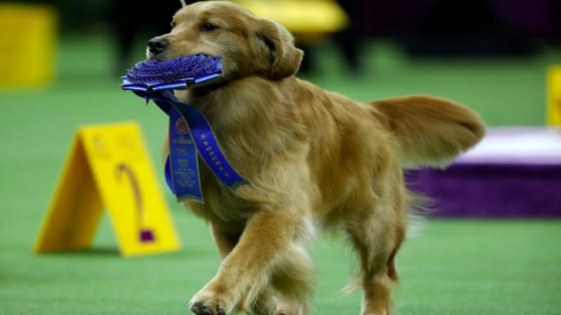 Daniel the Golden Retriever