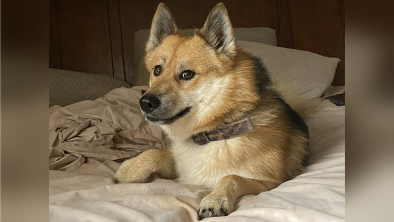 dog with pointy ears sitting on a bed and looking at the viewer