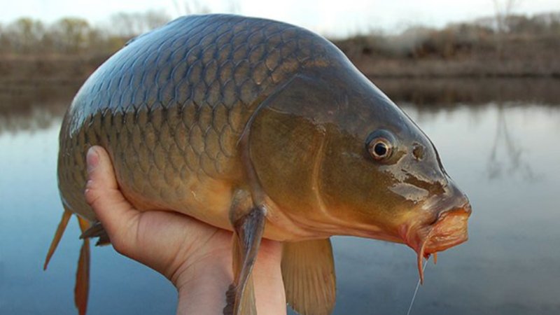 Hand holding up a carp fish