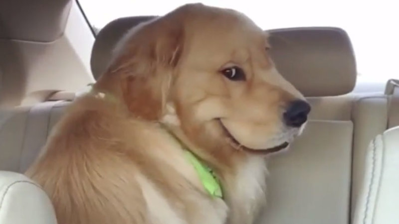 A still image of the dog winston moose depicting a golden retriever smugly smiling while looking at the camera in the back seat of a car.