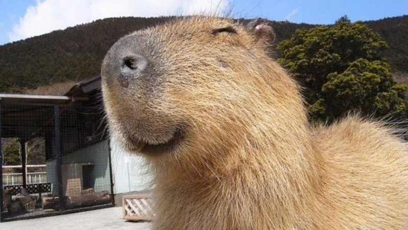 An image of a smiling Capybara.