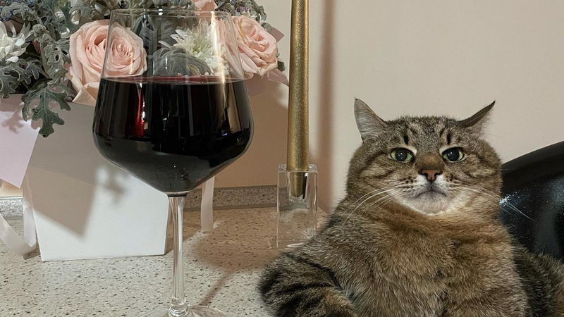 Stepan the Cat tiktok account depicting an image of a tabby cat sitting at a table next to a glass of wine with its arm on the counter.