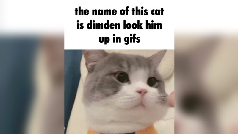 His Name Is X Look Him Up meme format and example depicting a cat.