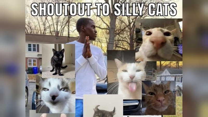 Silly Cats memes.