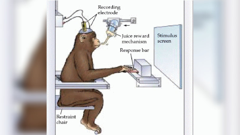 Stimulus Screen / Juice Reward Mechanism Monkey