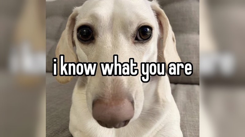 I Know What You Are meme dog.