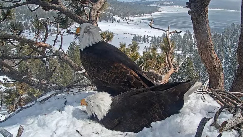 Big Bear Bald Eagle Live Cam.