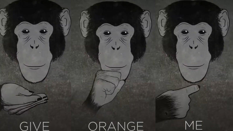 Give orange me monkeys meme