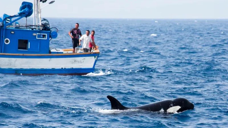 An orca in blue ocean water, swimming beside a boat where three people stand, looking at it.