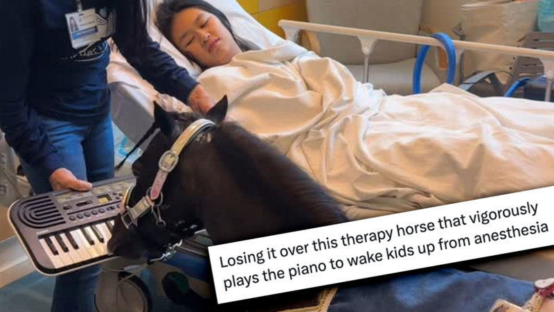 Mini Therapy Horse Playing The Piano meme and video example image.