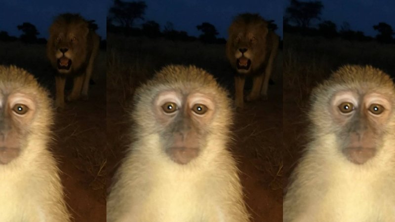 Cooked Monkey With Lion Behind It meme.