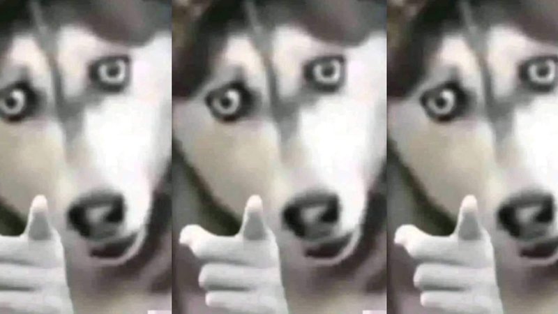 Husky Pointing meme.