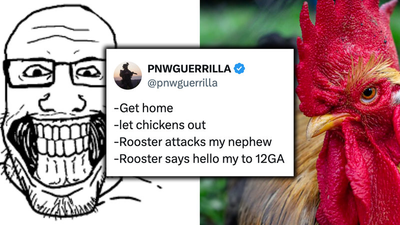 PNWGUERRILLA Shooting Rooster Tweet / Gigadad vs Rooster meme