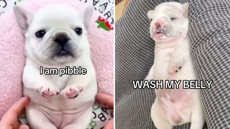 I Am Pibble, Wash My Belly I Am Pibble Wash My Belly meme depicting a baby white French bulldog.
