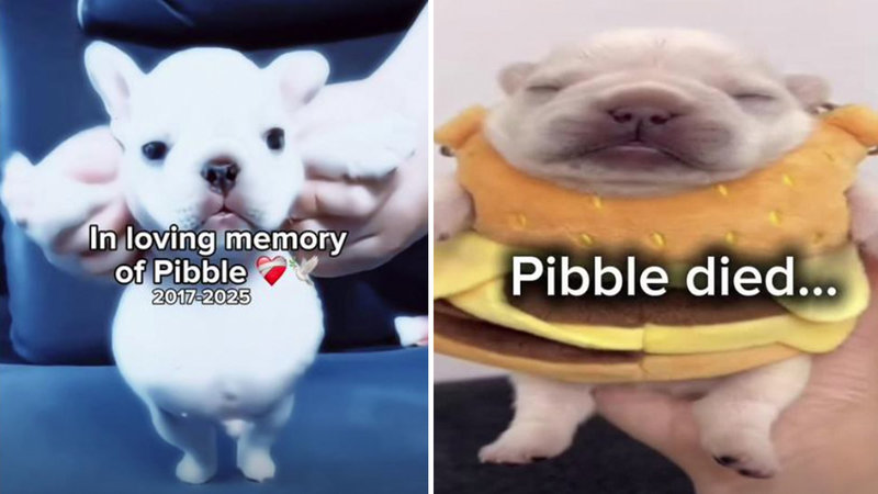 Pibble Death / Pibble is Dead Pibble Death / Pibble is Dead meme and image examples.