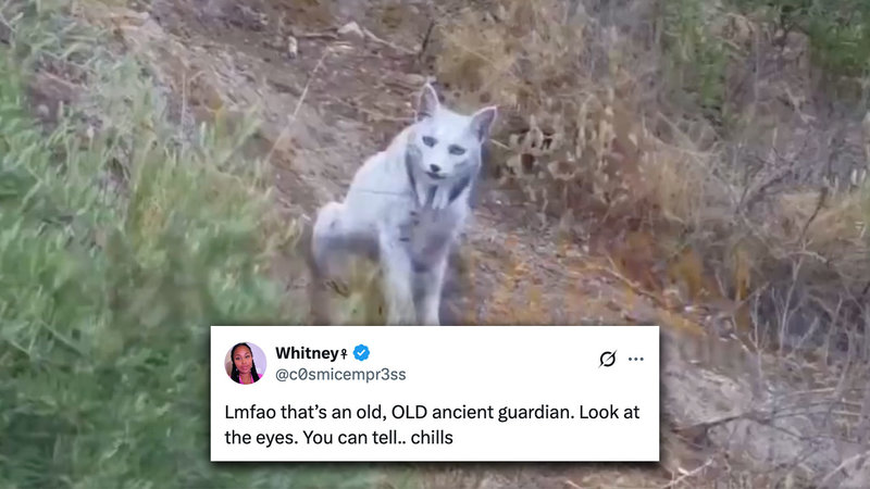 Lmfao That's an Old OLD Ancient Guardian Look At The Eyes You Can Tell Chills meme and tweet depicting a white lynx cat.