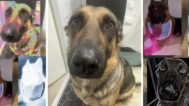 Whining Dog meme / German Shepherd Whining meme.