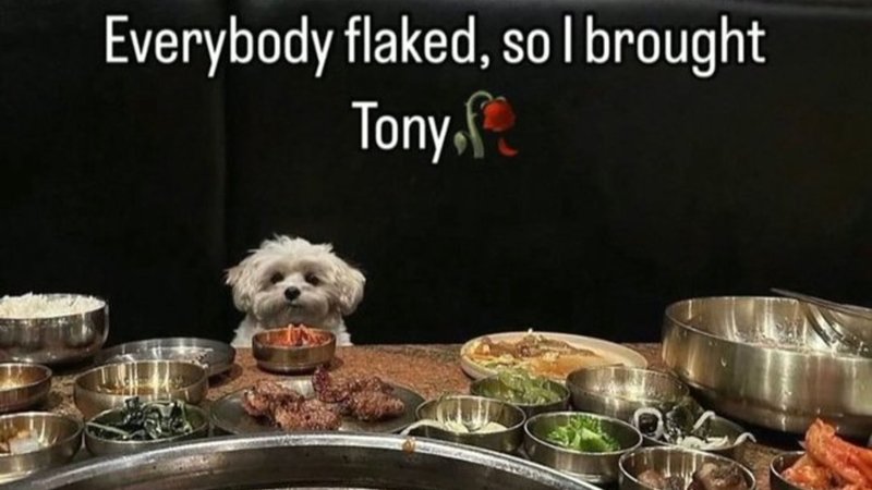 Everybody Flaked So I Brought Tony meme depicting a dog at a table with food.