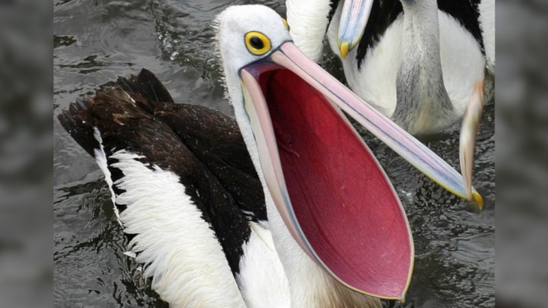 pelcan Mouth perfec t size for put baby in