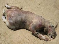 Montauk Monster