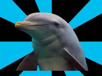 Social Networking Dolphin