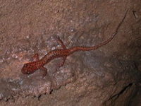 Go Jump in a Goddamn Volcano, You Fucking Cave Newt