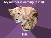 Unhappily Married Lions