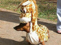 Man-Giraffe-Dog