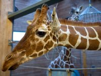 Copenhagen Zoo Giraffe Killing Controversy