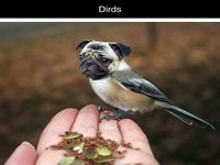 Dirds