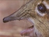 Take A Closer Look At That Snout