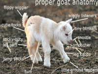 Proper Anatomy