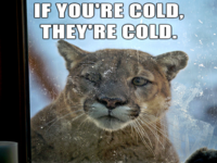 If You're Cold, They're Cold